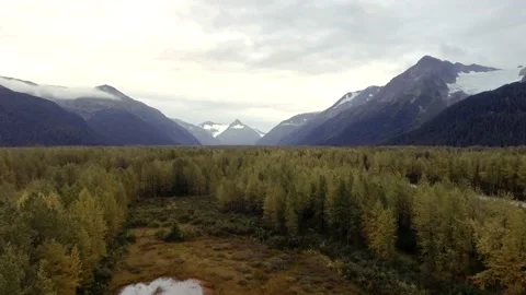 Forest glade in Chugach State Park, Alaska Stock Footage 219630658