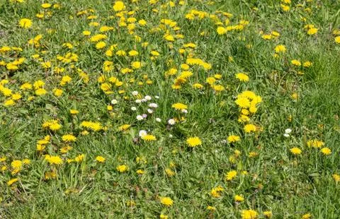Forest glade with dandelions. Foto stock