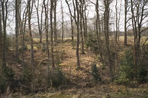 Forest glade of deciduous trees without foliage in spring Foto stock