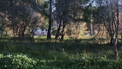 Forest Glade with Distant Benidorm Architecture Stock Footage 329321435