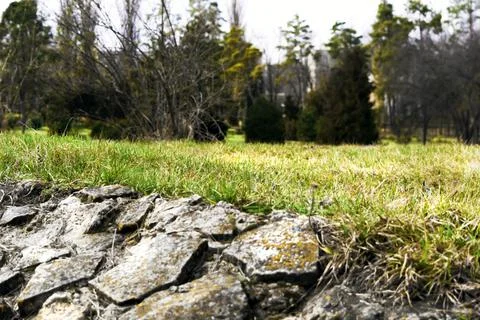 Forest glade in early spring Stock Photos