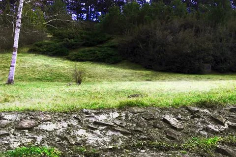 Forest glade early spring Stock Photos