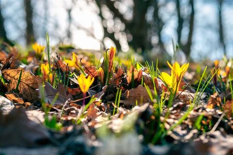 Forest glade with the first spring flowers crocuses in the sun Stock Photos