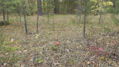 A forest glade with fly agaric Video stock 118803448