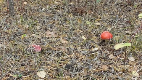 A forest glade with fly agaric in the needles Video stock 118803455