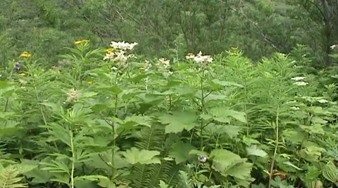 Forest glade Stock Footage 8760345