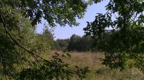 Forest glade Stock Footage 10728412