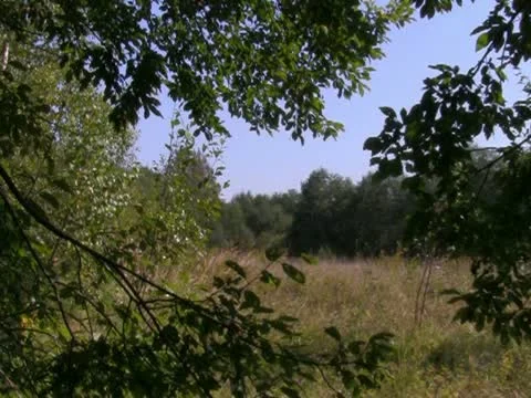 Forest glade Stock Footage 10902182