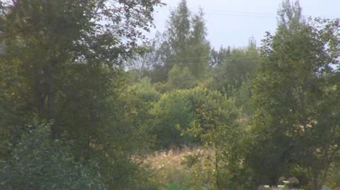 Forest glade Stock Footage 12016750