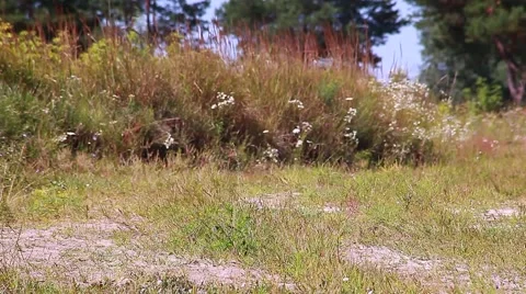 Forest Glade Stock Footage 49612115