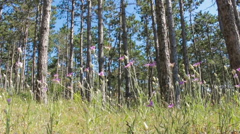 Forest glade Stock Footage 52402885