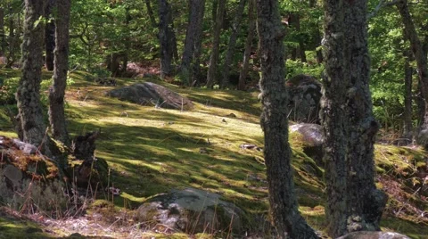 Forest glade Video stock 67552672