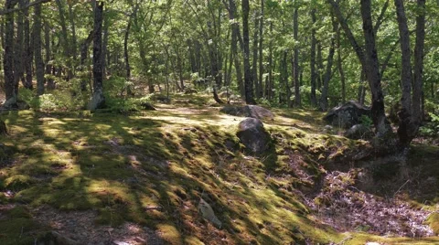 Forest glade Stock Footage 67558837