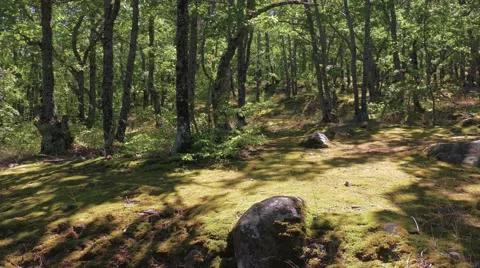 Forest glade Stock Footage 67558898