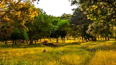 Forest glade Video stock 96212135