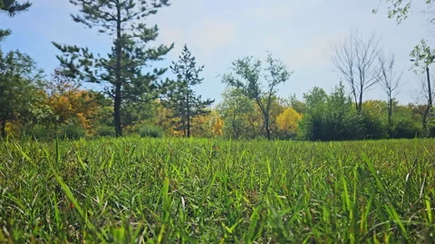 Forest Glade Stock Footage 249809414