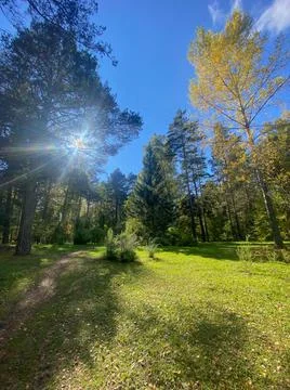Forest glade in the forest through the trees breaks through the sun's rays Stock Photos