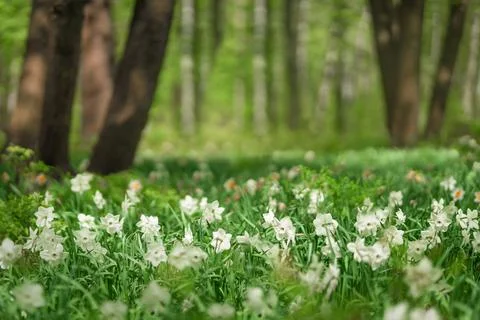 Forest glade full of white spring flowers Stock Photos