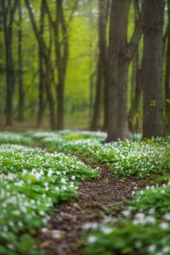 Forest glade full of white spring flowers Stock Photos