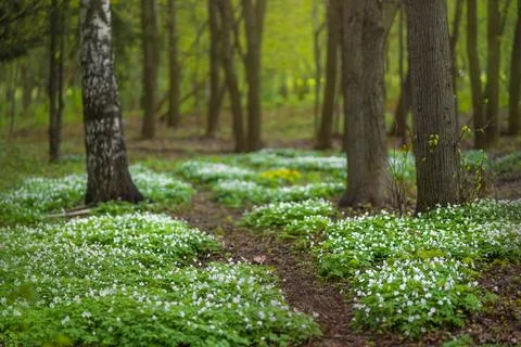 Forest glade full of white spring flowers Stock Photos