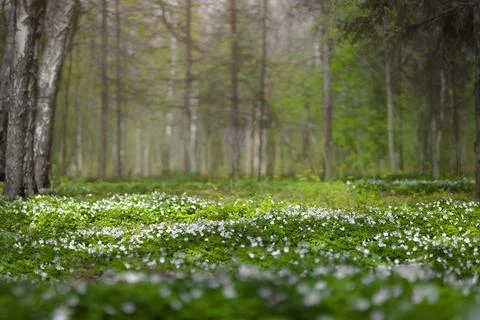 Forest glade full of white spring flowers Stock Photos