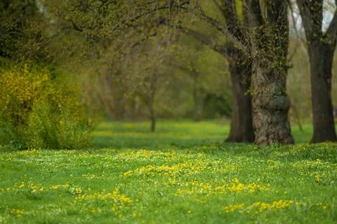 Forest glade full of yellow spring flowers Stock Photos