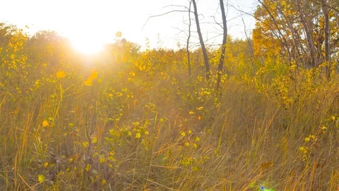 Forest glade with grass at the sunset, Stock Footage 118693602