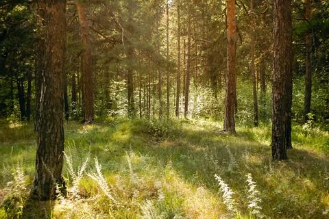 Forest glade with grass surrounded by pine trees brightly lit by sunlight Stock-Fotos