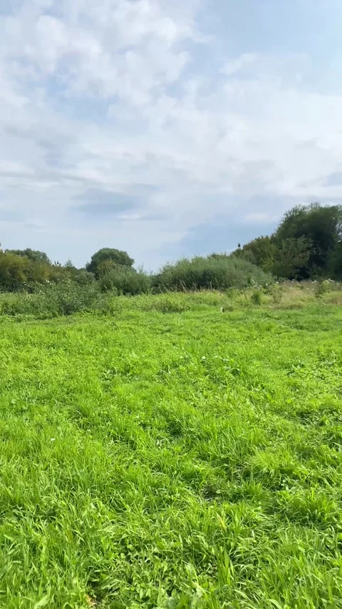 A forest glade, green grass. Vertical video Stock Footage 282185868