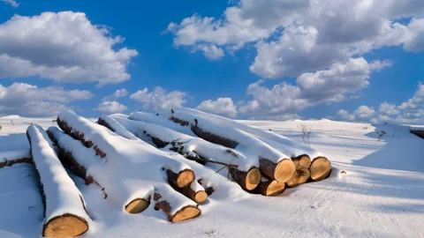 Forest glade with heap of pine tree trunk covered by a snow Stock Footage 154045738