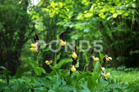 In a forest glade Stock Photos