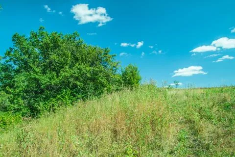 Forest glade Foto stock