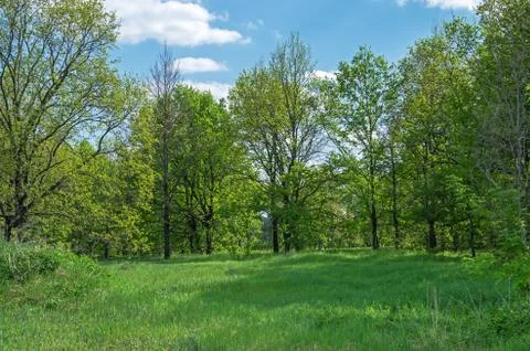 Forest glade Stock Photos