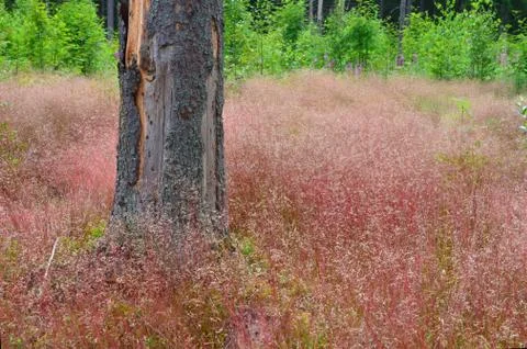 Forest glade Stock Photos