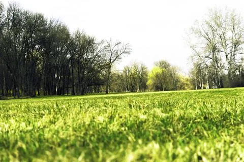 Forest glade Stock Photos