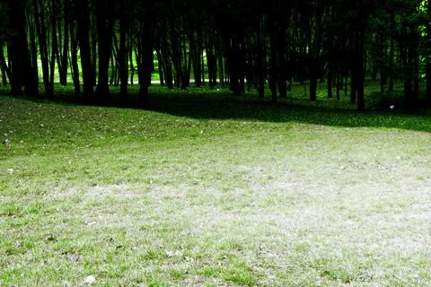 Forest glade Stock Photos