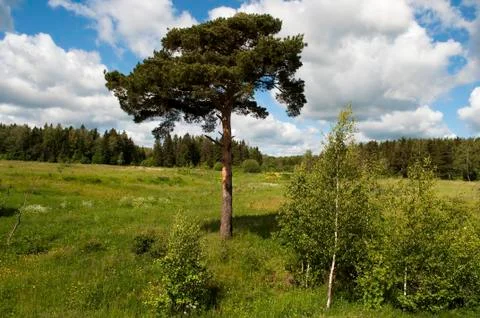 Forest glade with a pine tree Stock Photos