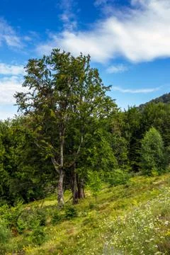 Forest glade in  shade of the trees Stock Photos