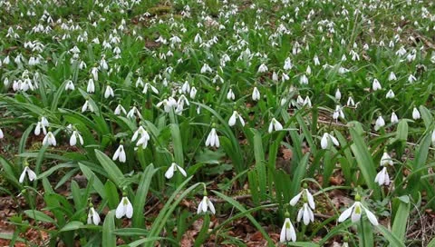 Forest glade with snowdrops Video stock 10895624