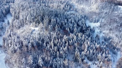 Forest glade, snowy Pine trees view in Sirnitz on Black forest mountains 4K Video stock 153234879