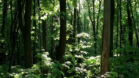 Forest glade in the sun Stock Footage 76049611