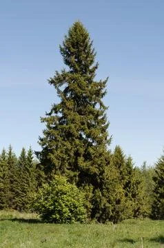 Forest glade with tall spruce Stock Photos