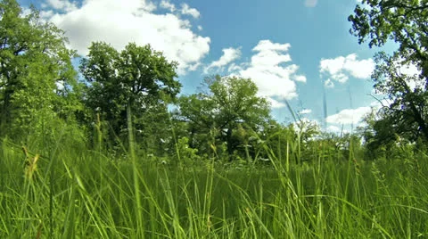 Forest glade, time-lapse 스톡 동영상 24067217