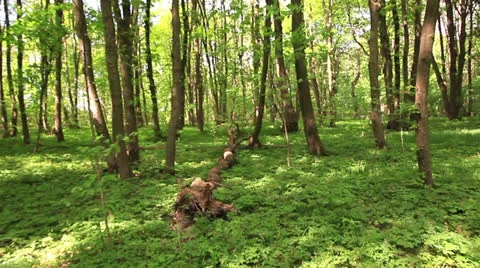 Forest glade with tree.  Stabilized  video. Stock Footage 23227514