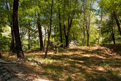 Forest glade . trees Stock Photos