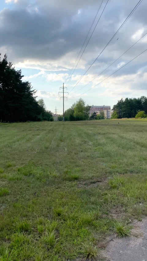 Forest Glade. Vertical video Stock Footage 281514502