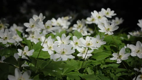 Forest glade with white snowdrops in the early spring Stock Footage 86543449