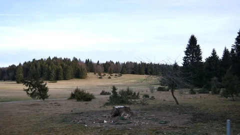 Forest Glades with Cloudy Sky Stock Footage 100435806