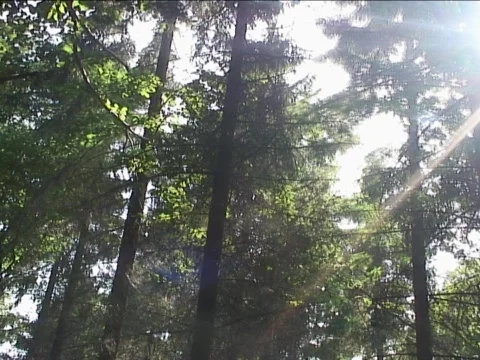 Forest Glare Stock Footage 489909