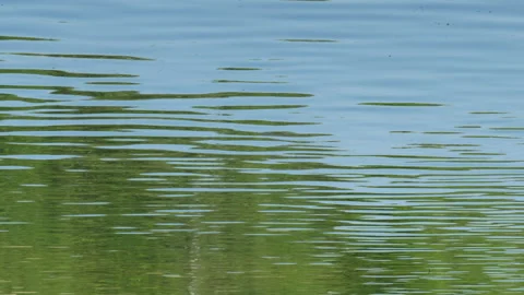 Forest glare on the water Stock Footage 114183695